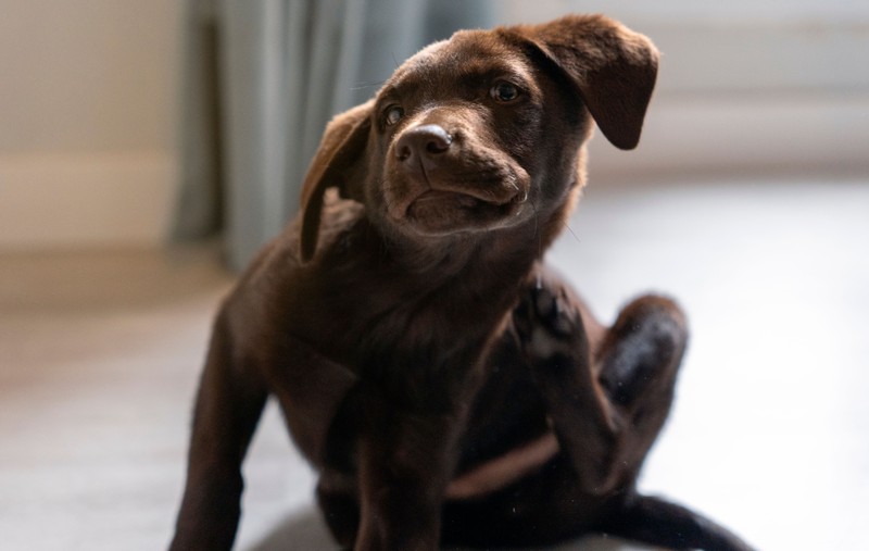 Juckreiz bei Hunden: Aus diesen Gründen kratzt sich dein Hund hinter dem Ohr.