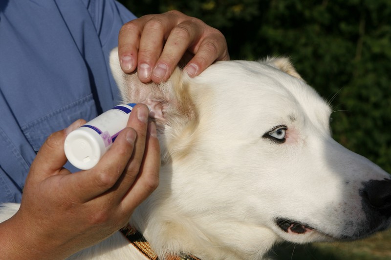 Milben können auch zu starken Juckreiz bei Hunden führen.