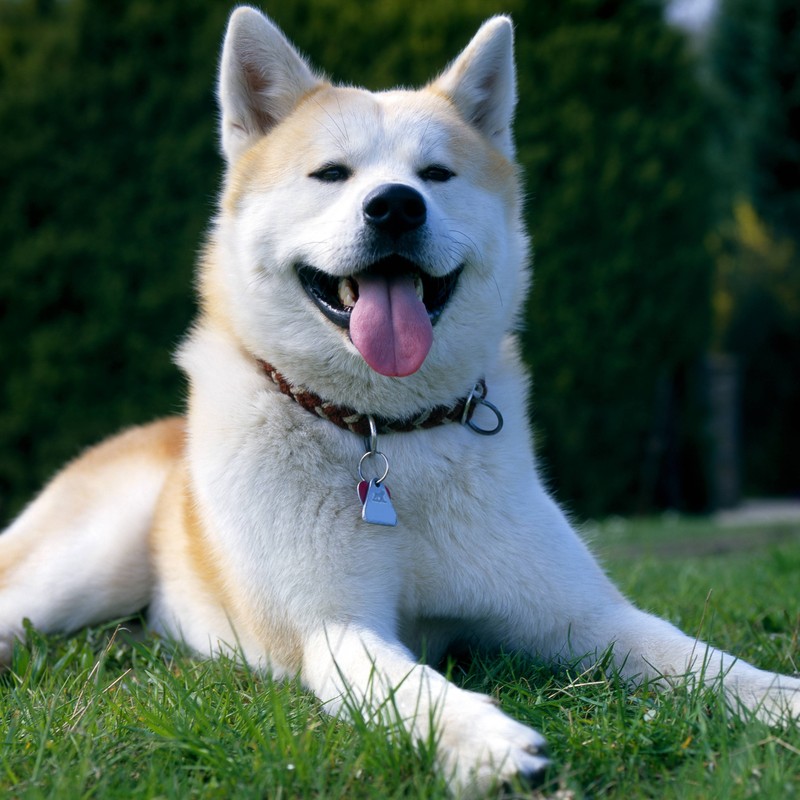 Akita haben auch oft fleckige oder komplett schwarze Zungen.