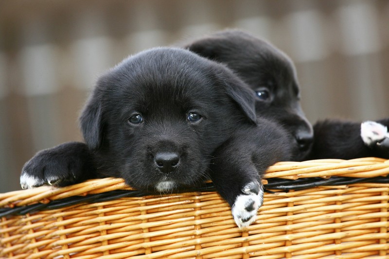 Neben komplett schwarzen Zungen haben diese Hunde eine höhere Wahrscheinlichkeit mit einer fleckigen Zunge geboren zu werden.