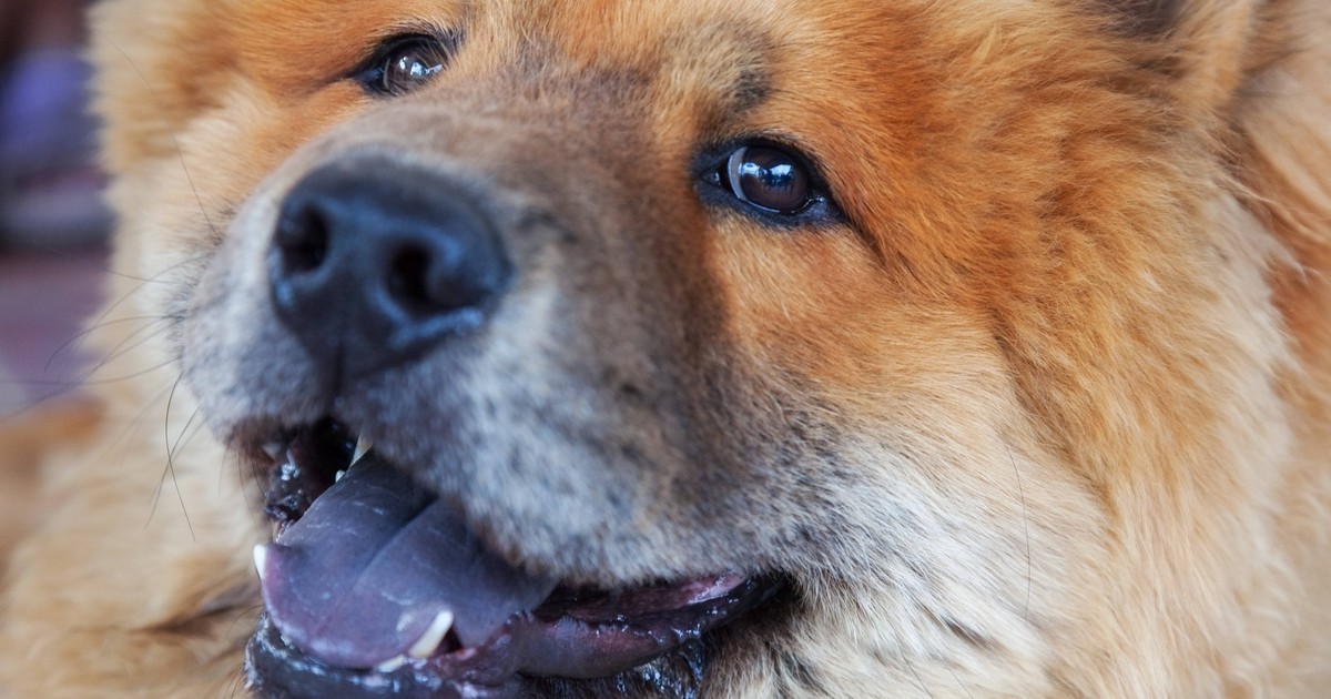 Schwarze Zungen bei Hunden: Das steckt dahinter