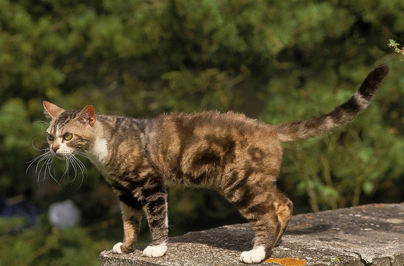 Die American Wirehair-Katze ist sehr verspielt.