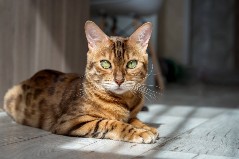 Die Bengalkatze haben ein raubtierähnliches Aussehen.