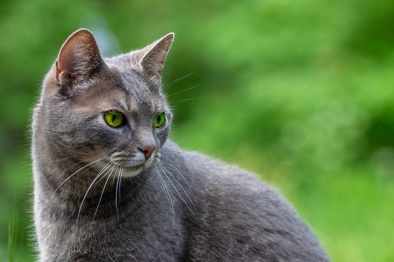 Die Korat-Katze hat oft ein graues Fell.