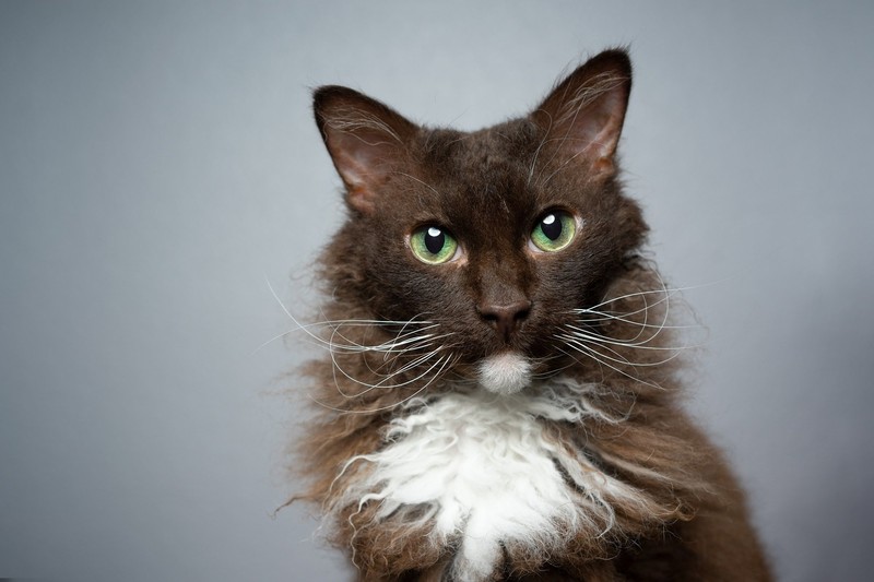 Die LaPerm-Katze ist für ihr lockiges Fell bekannt.