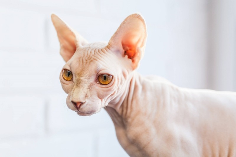 Die Minskin-Katze stammt unter anderem von der Sphynx ab.