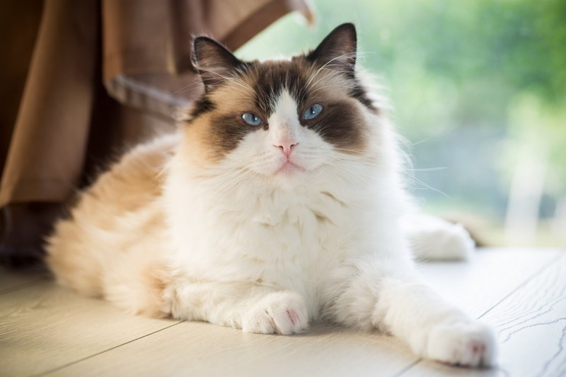 Die Ragdoll-Katze gehört zu den größten Hauskatzen.