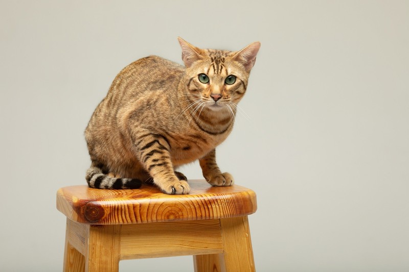 Die Serengeti-Katze stammt von der Bengalkatze ab.