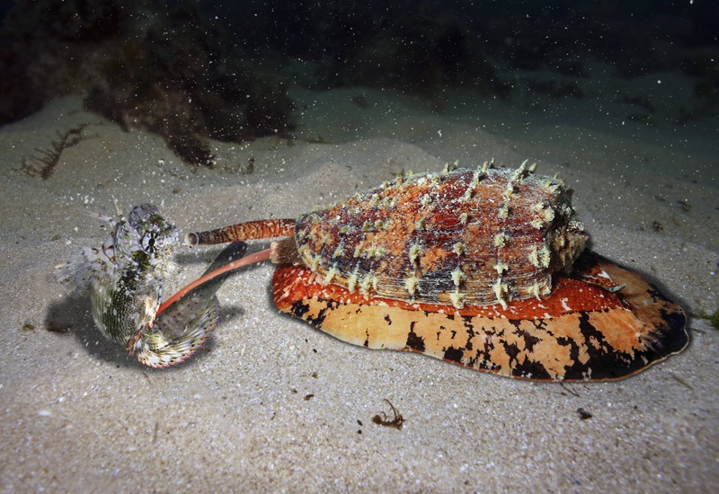 Das Gift dieser Schnecke gehört mit zu den gefährlichsten der Welt.