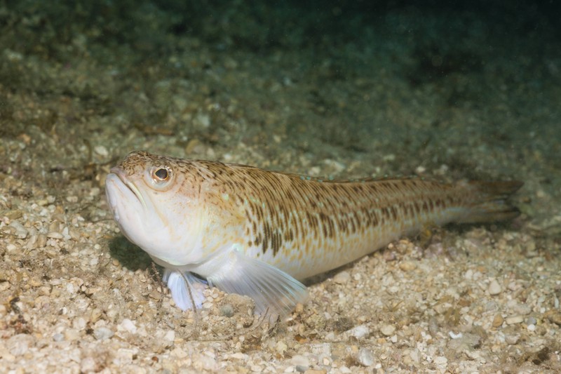 Dieser Fisch gräbt sich im Sand ein.