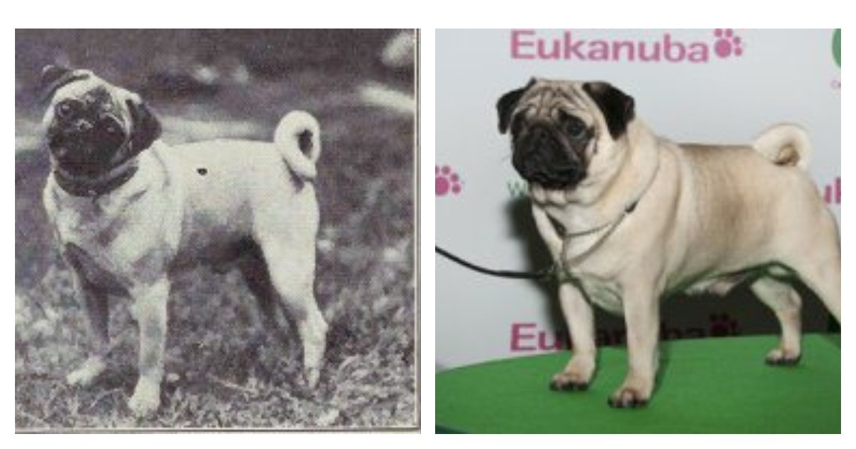 So sehr haben sich Hunderassen in den letzten 100 Jahren verändert