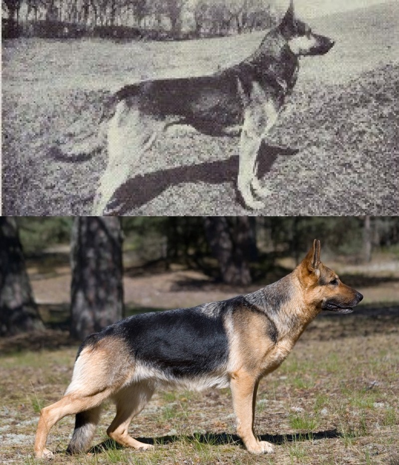 Bei dem Deutschen Schäferhund hat sich vor allem die Struktur des Rückens verändert. Das war bei der Hunderasse vor 100 Jahren noch anders.