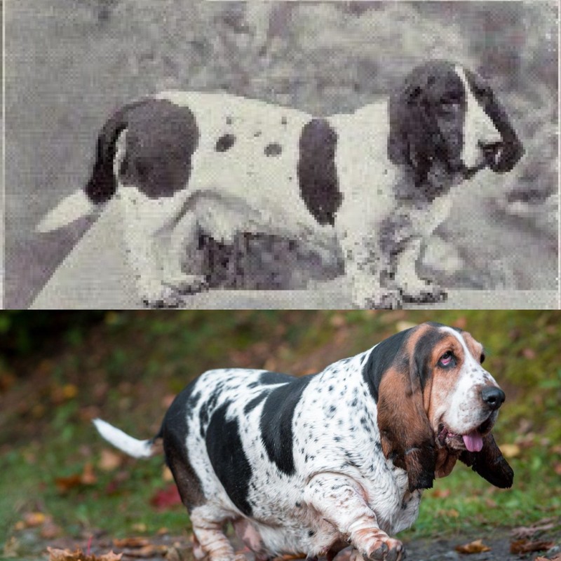 Die Hunderasse Basset Hound hat sich über die Jahre stark verändert.