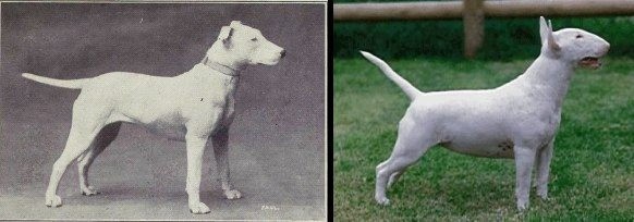 Früher war der Bullterrier deutlich agiler. Heute ist er kompakt mit breiten Schultern und  flacher Schnauze.