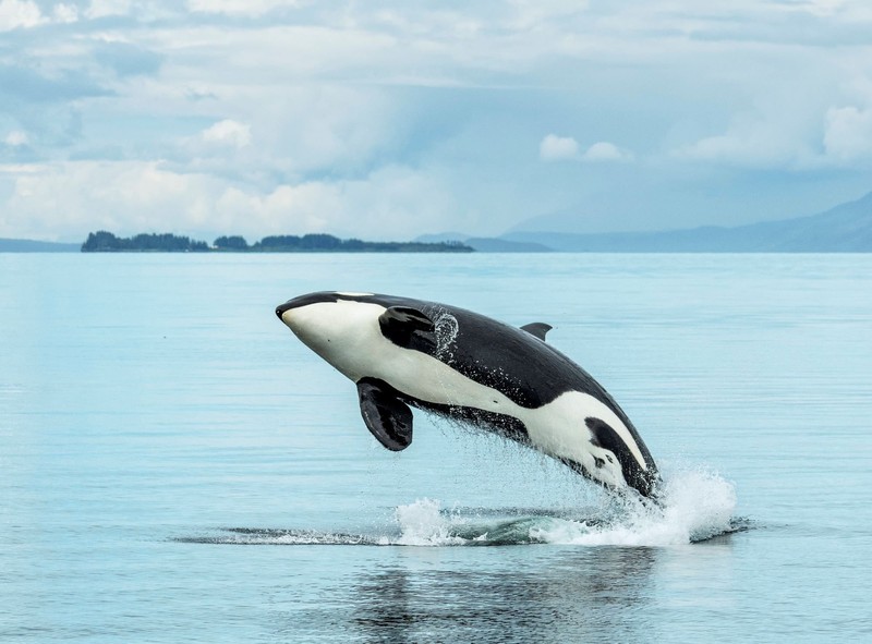 Der Orca in freier Wildbahn liefert ein wunderbares Schauspiel