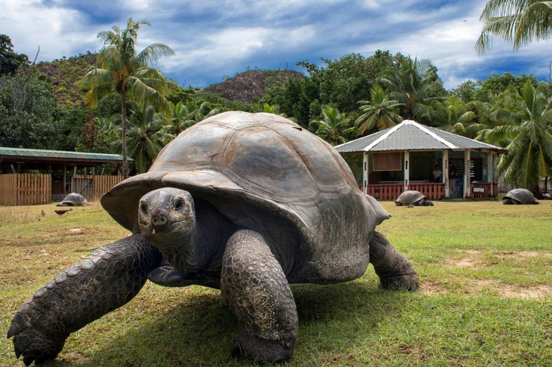 Mit ihrer ledrigen Haut und dem großen Panzer sehen Aldabra-Schildkröten aus, als seien sie schon immer auf dieser Erde.