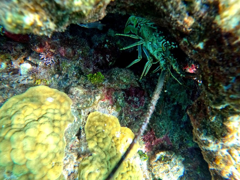 Unten im Meer ist dieses possierliche Tierchen beheimatet.