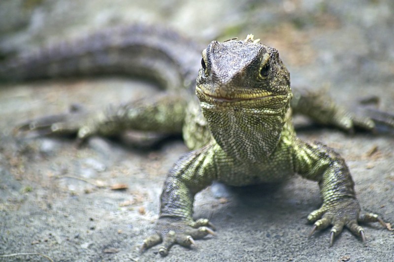 Verwandt mit Smaug und Co. fühlt sich dieses Reptil aber nur in Neuseeland heimisch.