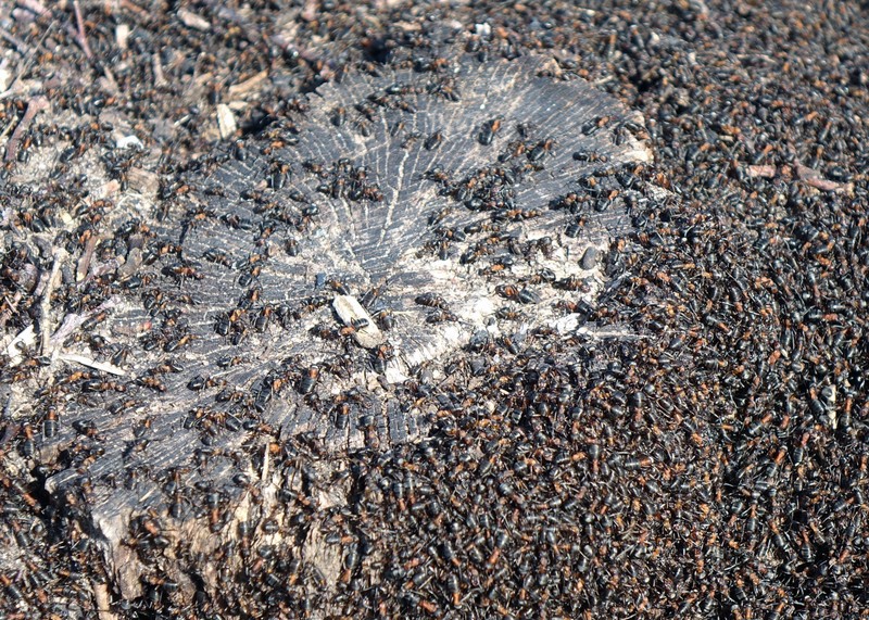 Ameisen können nützlich und schädlich sein. Hier sind Tipps, wie du eine Plage in den Griff bekommen kannst.