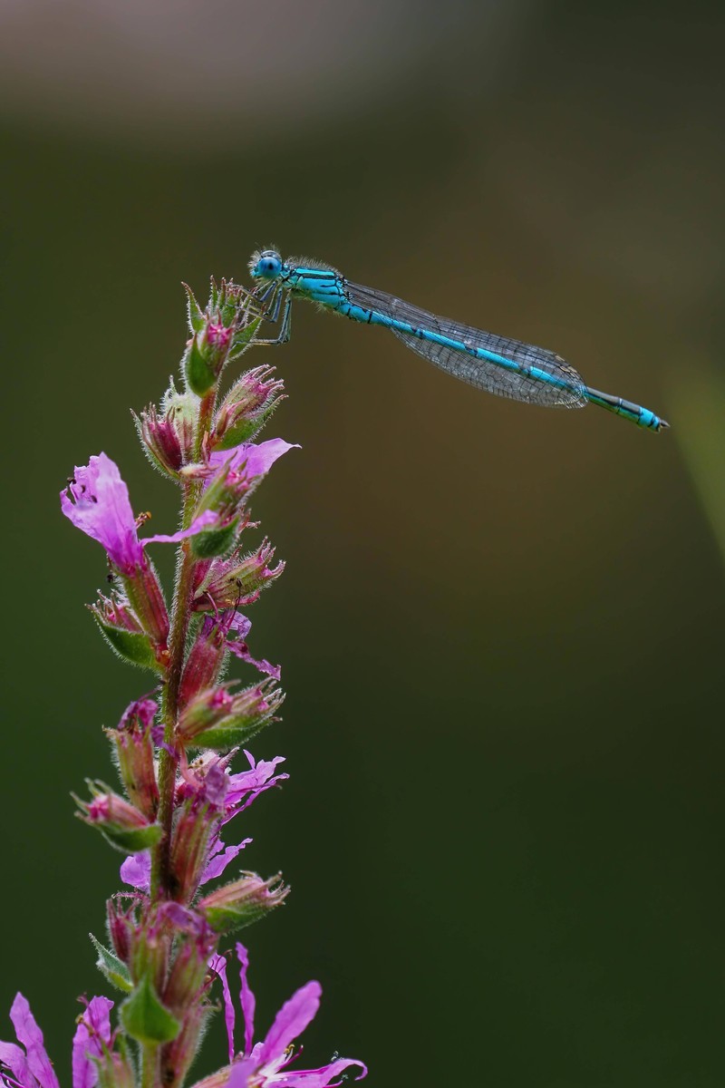 Blutweiderich lockt ähnlich wie Lavendel und Sonnenhut andere Insekten an, die Libellen als Nahrung dienen.