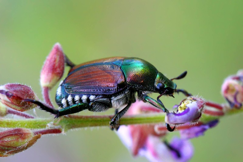 Der Japankäfer breitet sich in Deutschland aus.