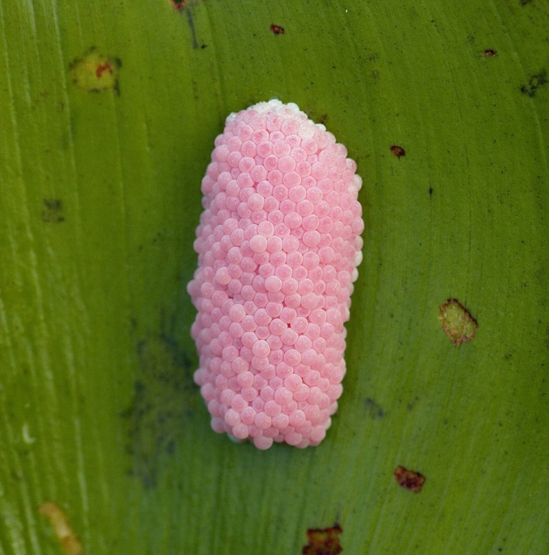 Die pinken Eier der invasiven Apfelschnecke können für echte Probleme sorgen.