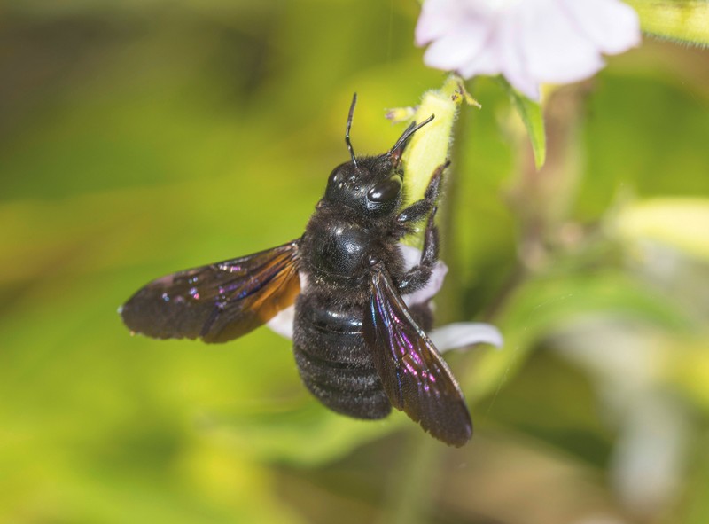 Die schwarze Hornisse ist eigentliche eine Bienenart, die besonders nützlich für deinen Garten ist. Jedoch oft vertrieben wird.