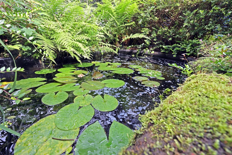 Kleine Gewässer sind für die Fortpflanzung von Libellen unverzichtbar, denn sie legen ihre Larven ins Wasser.