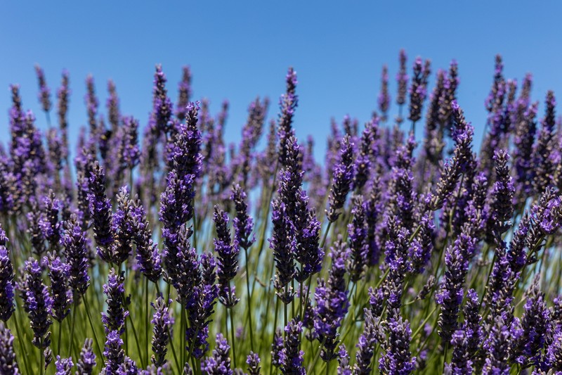 Lavendel zieht zahlreiche Insekten an, die wiederum eine wertvolle Nahrungsquelle für Libellen darstellen.