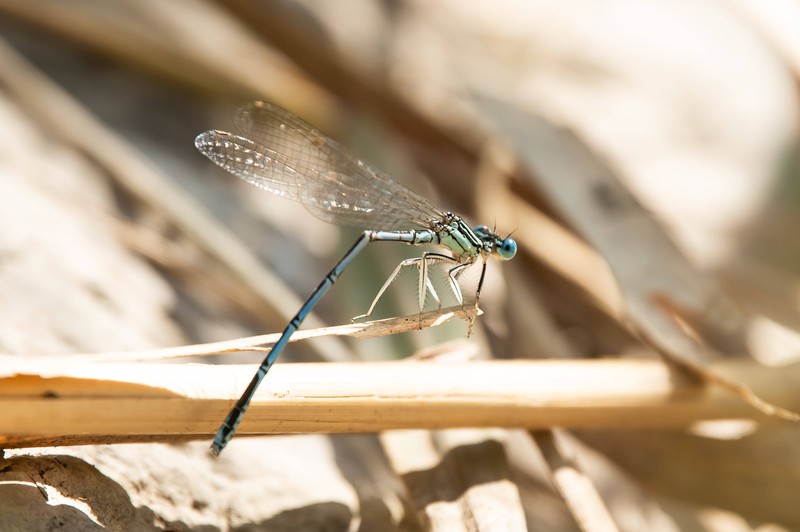 Libellen sind besonders nützlich, wenn du Mücken oder Blattläuse in deinem Garten vertreiben möchtest.