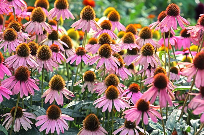 Sein auffälligen und bunten Blüten ziehen zahlreiche Insekten an, die den Libellen als Nahrung dienen.