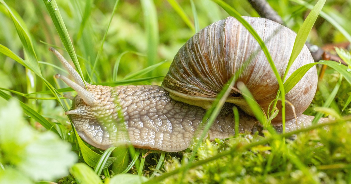 Die größten Fehler bei Nützlingen und Schädlingen im Garten