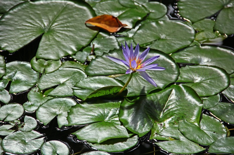 Wasserlilien schaffen einen idealen Lebensraum für Libellen. Sie dienen nicht nur als bequemer Rastplatz, sondern bieten auch den Libellenlarven Schutz unter ihren Blättern.