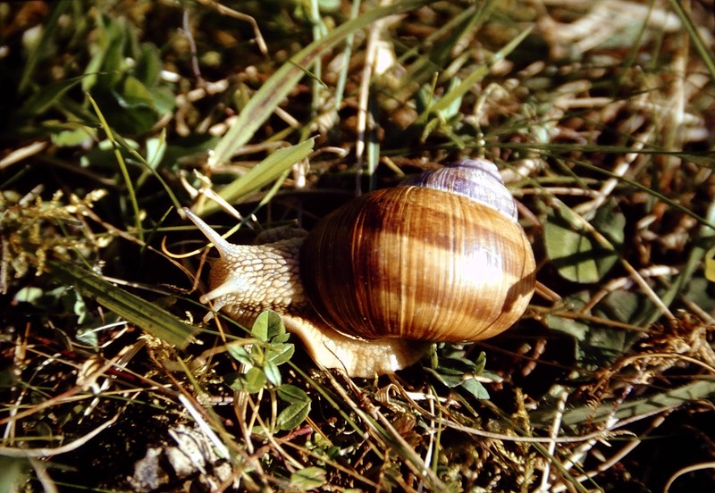 Weinbergschnecken können helfen deine Nacktschneckenplage zu bekämpfen.