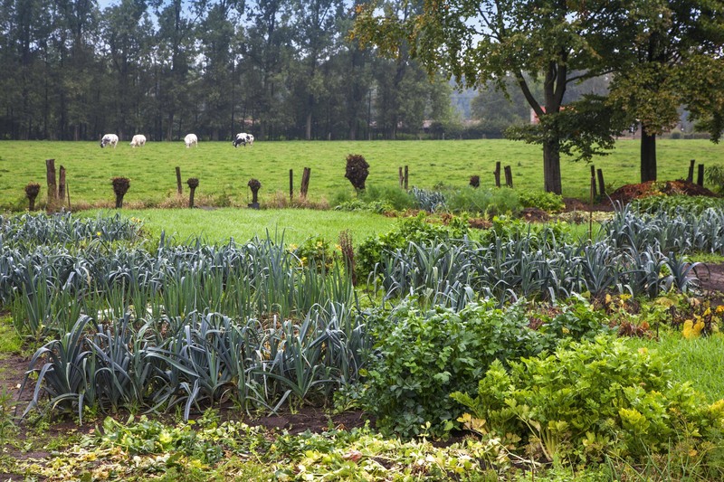 Wichtig ist es in deinem Garten ein gesundes Gleichgewicht zu schaffen. Chemische Mittel sind dabei meistens eher kontraproduktiv, da sie natürliche Nützlinge vertreiben und so den Befall von Schädlingen nur kurzfristig beheben.