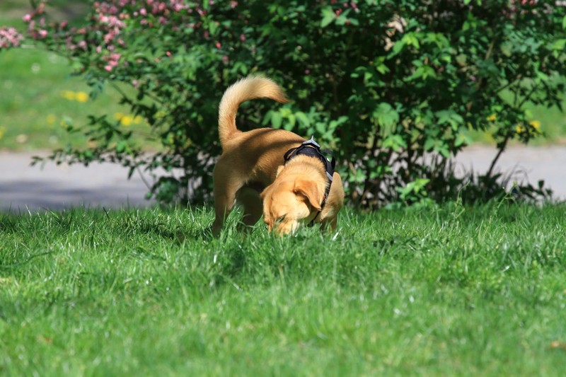 Das Wedeln mit dem Schwanz heißt nicht immer, dass ein Hund glücklich ist.