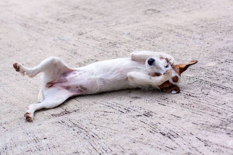 Ein Hund, der dir seinen Bauch zeigt, fühlt sich wohl bei dir.