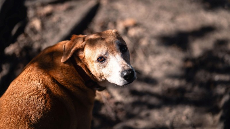 Ein Hund mit nach hinten gezogenen Ohren unterwirft sich wahrscheinlich.