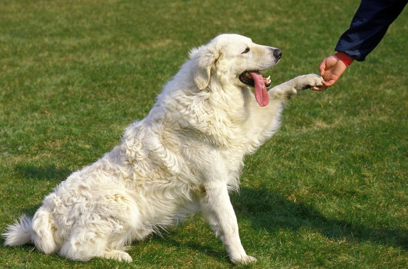 Wenn dein Hund dir seine Pfote gibt, ist es gut möglich, dass er deine Aufmerksamkeit will.