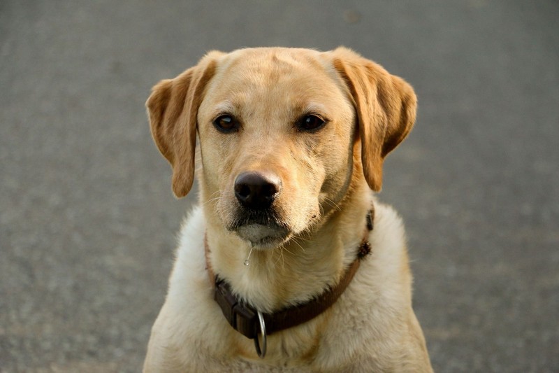 Wenn dein Hund starrt, musst du auch auf andere Signale.