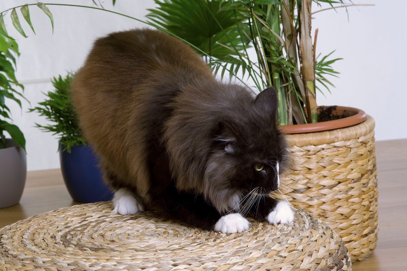 Anders als Hunde, kratzen Katzen an den Möbeln, anstatt durch die Gegend zu rennen.