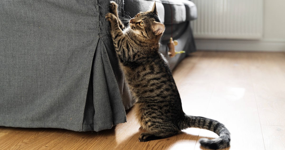 Gründe, warum deine Katze alles kaputt kratzt – und was du dagegen tun kannst