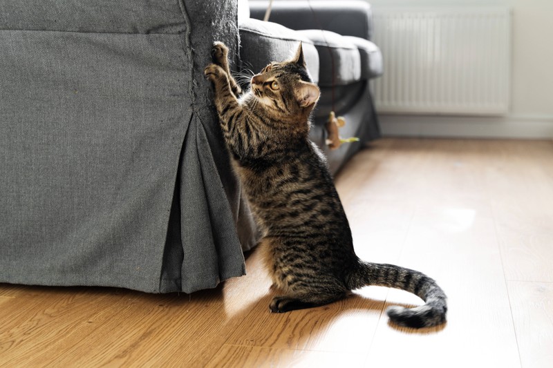 Katzen müssen ihre Krallen in der Wildnis nicht extra pflegen. In der Wohnung schon.