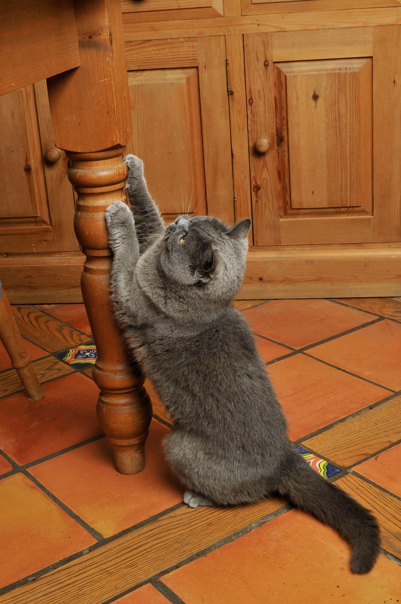 Um das Revier zu markieren, kratzen Katzen an den Möbeln.