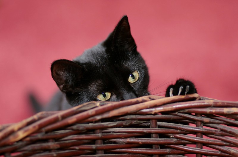 Wenn deine Katze an den Möbeln kratzt, kann das verschiedene Ursachen haben.