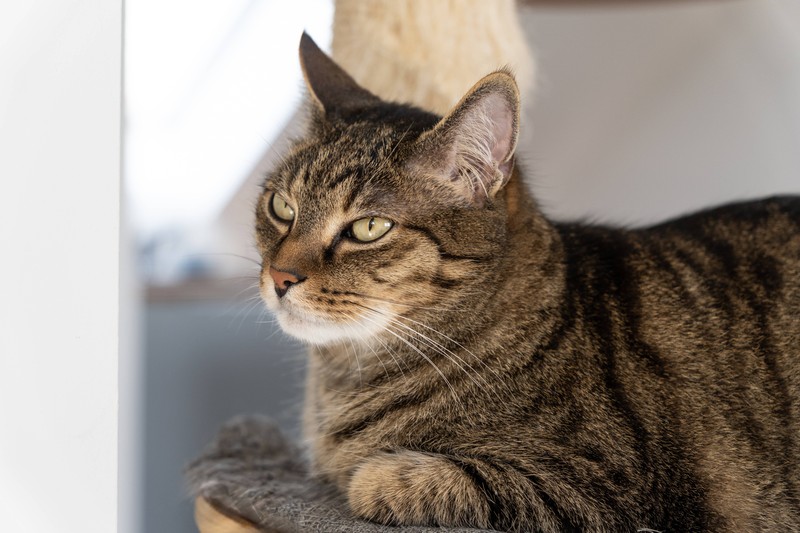 Wenn sich deine Katze bedrängt fühlt, braucht sie genügend Rückzugsmöglichkeiten.