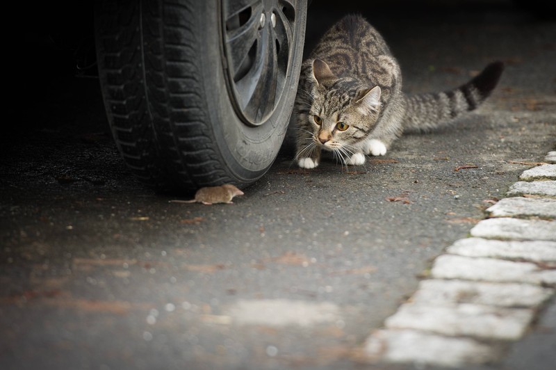 Zu lange mit der Katze zu spielen, kann sich ebenfalls negativ auswirken.