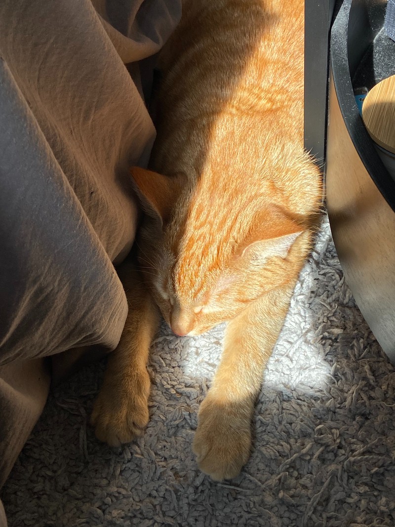 Das Fell von orangefarbenen Katzen ist immer gestreift.