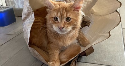 Rote Katzen: Was musst du wirklich über sie wissen?