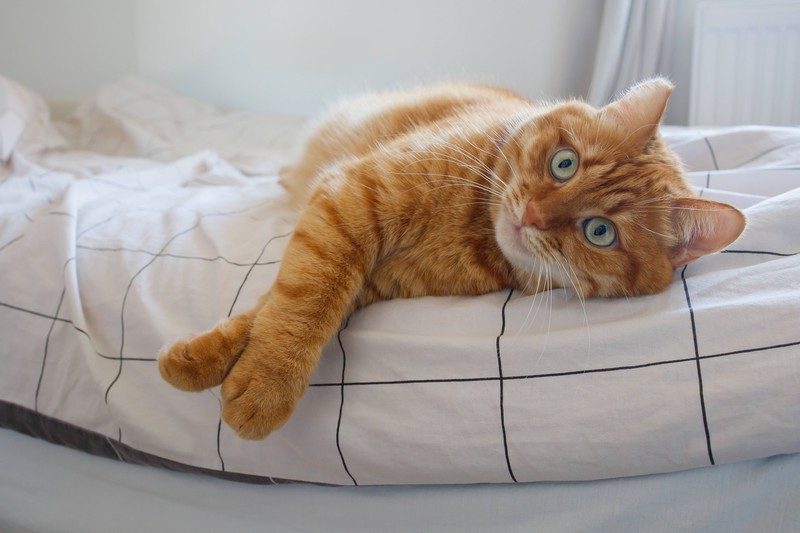 Rote Katzen haben eine besondere kulturelle Bedeutung.